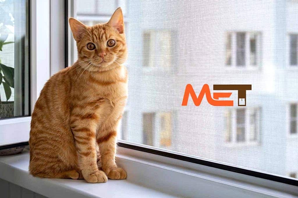 Kedi Sinekliği Ankara