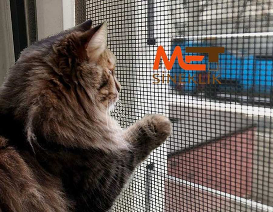 Ankara Kedi Sinekliği