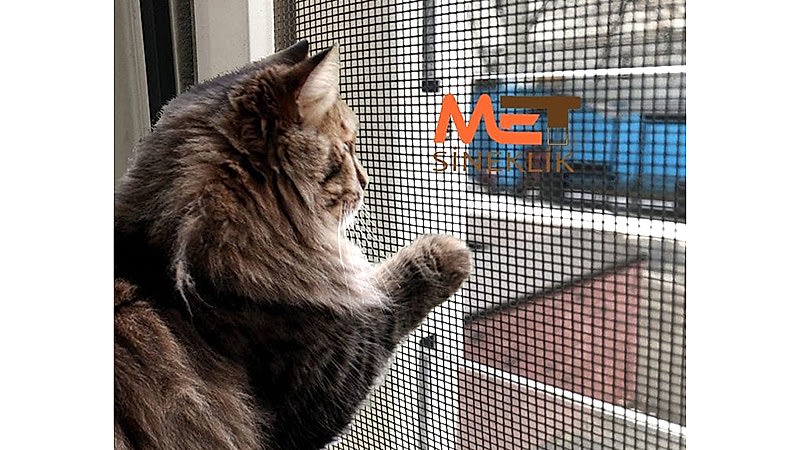 Ankara Kedi Sinekliği